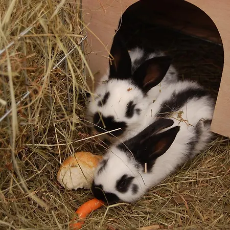 Elisabeth Saint Wolfgang