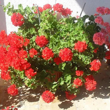 Apartamento Elisabeth