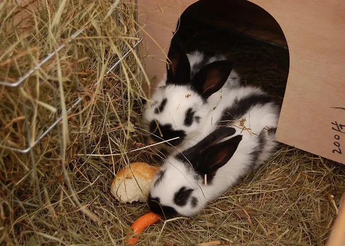 Elisabeth Saint Wolfgang